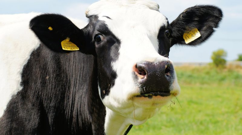 dieta przy skazie białkowej krowa